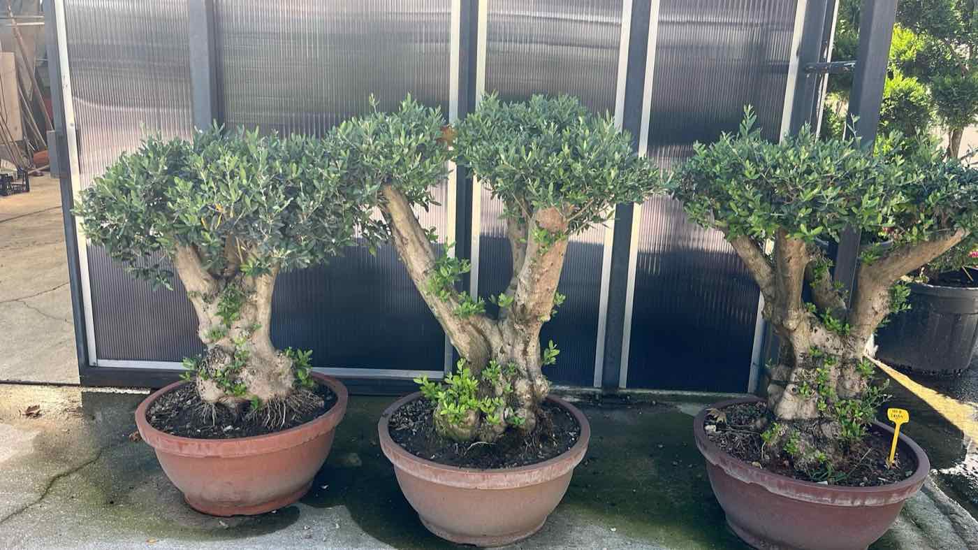 Bonsai formlu zeytin ağaçları — Karadağ Peyzaj